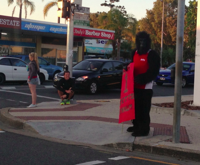 gorillas in wynnum