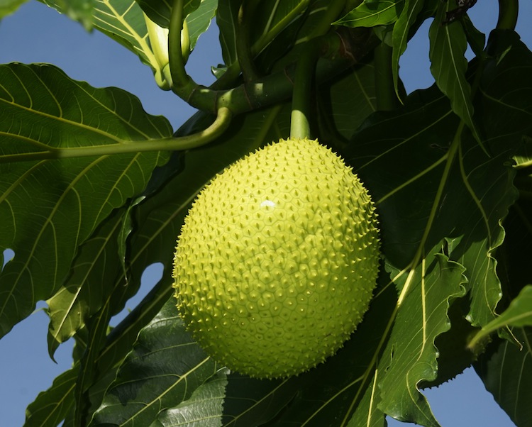 Breadfruit